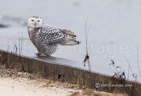 "Snowy Owl #2"