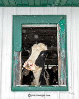 "Drive Thru Window"