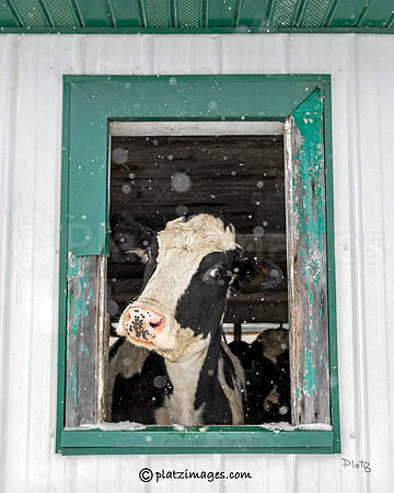 "Drive Thru Window"
