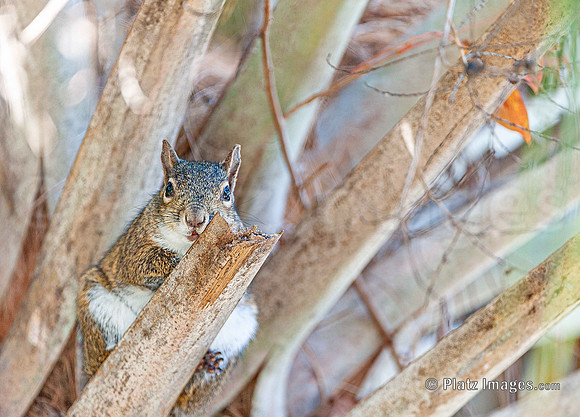 "Secret Squirrel"