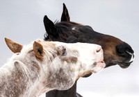 Ebony & Ivory