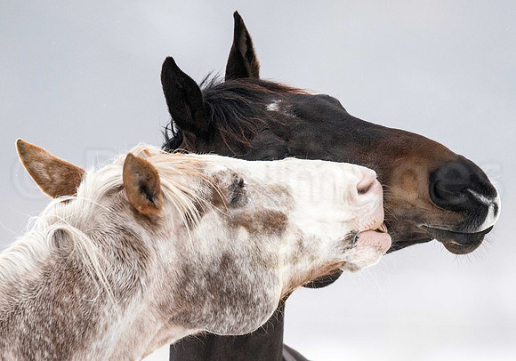 Ebony & Ivory