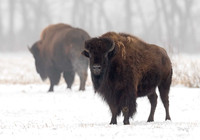 Tatanka