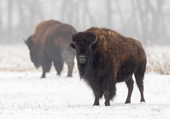 Tatanka