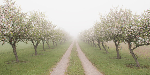 "Lover's Lane"