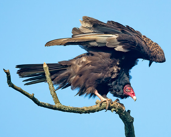 Turkey Vulture