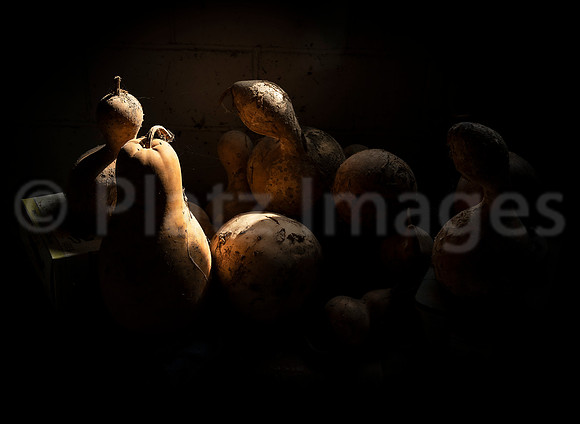 "The Root Cellar"