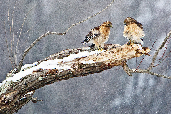 Red-Shouldered Hawks
