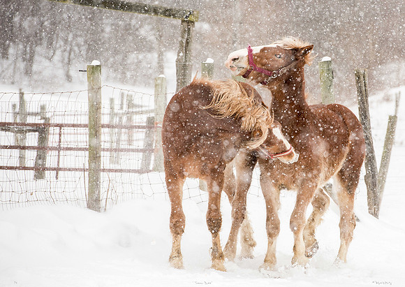 "Snow Day"