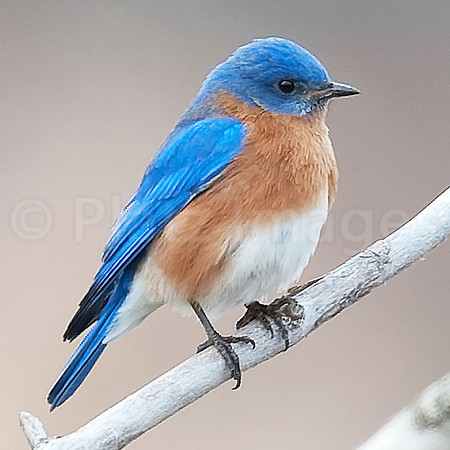 "Eastern Bluebird"