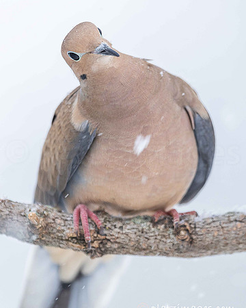 "Heart of a Dove"