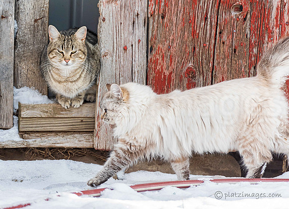 "The Catwalk"