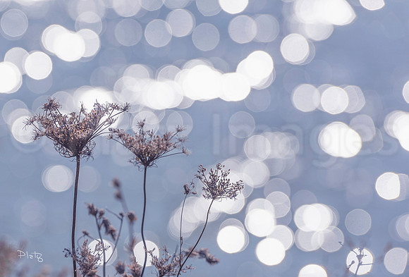 "Glitter and Lace"