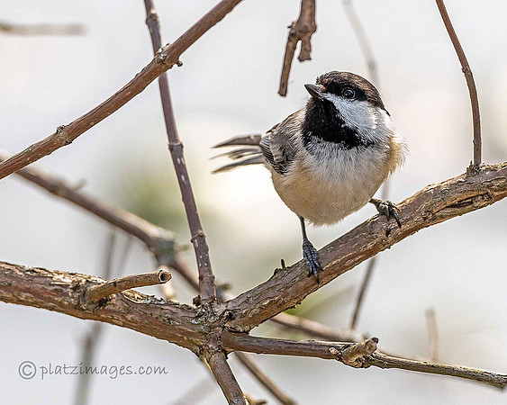 "My Little Chickadee"