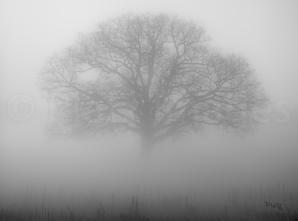 "Serenity"