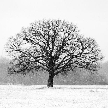 "Old Man Winter"