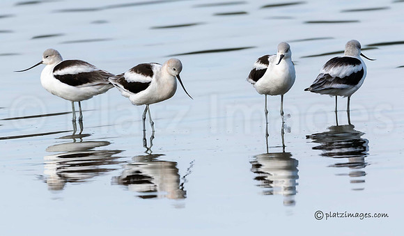 "American Avocet"