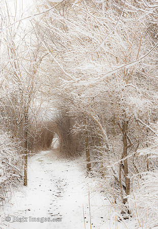 "A Winter Walk"