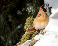 Cardinals