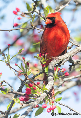 "Signs of Spring"