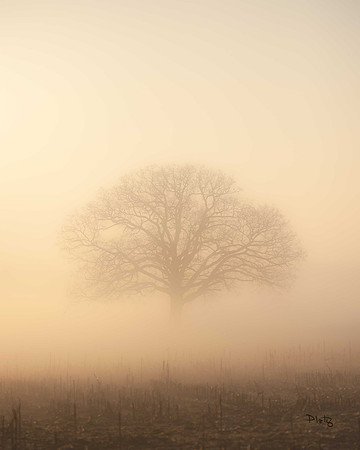 "A New Day Dawning"