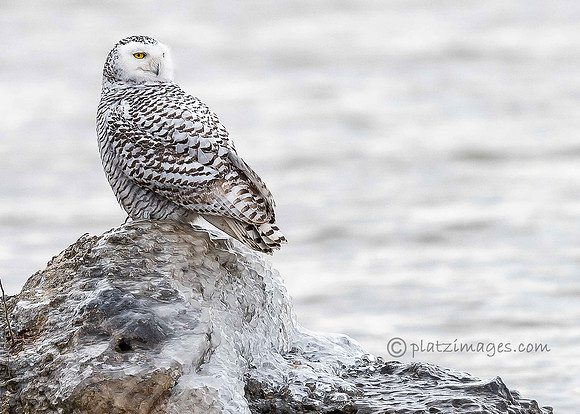 "Snowy Owl #1"Doug Fave