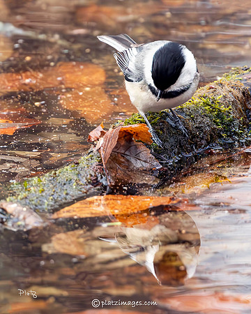 "Reflection"